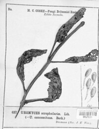 Uromyces scrophulariae image